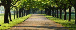 tree lined dirt road