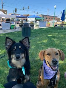 Dogs